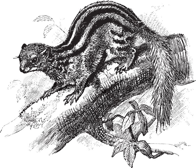 800x687 Broad Striped Malagasy Mongoose Is A Small Mammal In The - Mongoose Sketch