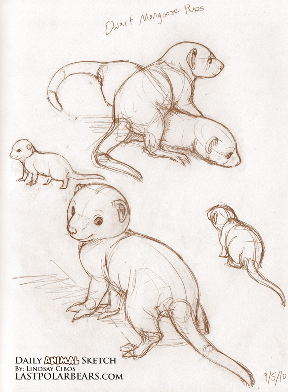 576x783 Daily Animal Sketch Dwarf Mongoose Pups Last Of The Polar Bears - Mongoose Sketch