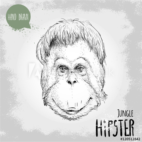 500x500 Hand Drawn Sketch Style Illustration Of Monkey Face. Jungle - Monkey Face Sketch