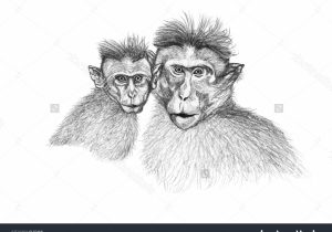 300x210 Indian Monkey Face Sketch - Monkey Face Sketch