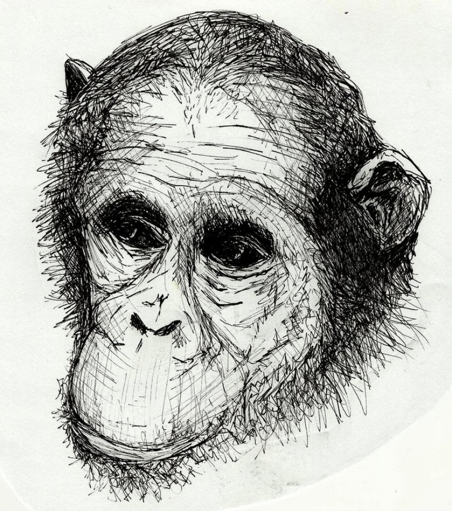 Monkey Face Sketch at PaintingValley.com | Explore collection of Monkey ...