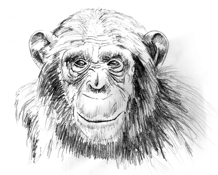 720x576 Realistic Monkey Face Drawing - Monkey Face Sketch