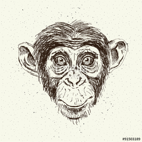 500x500 Sketch Monkey Face. Stock Image And Royalty Free Vector Files On - Monkey Face Sketch