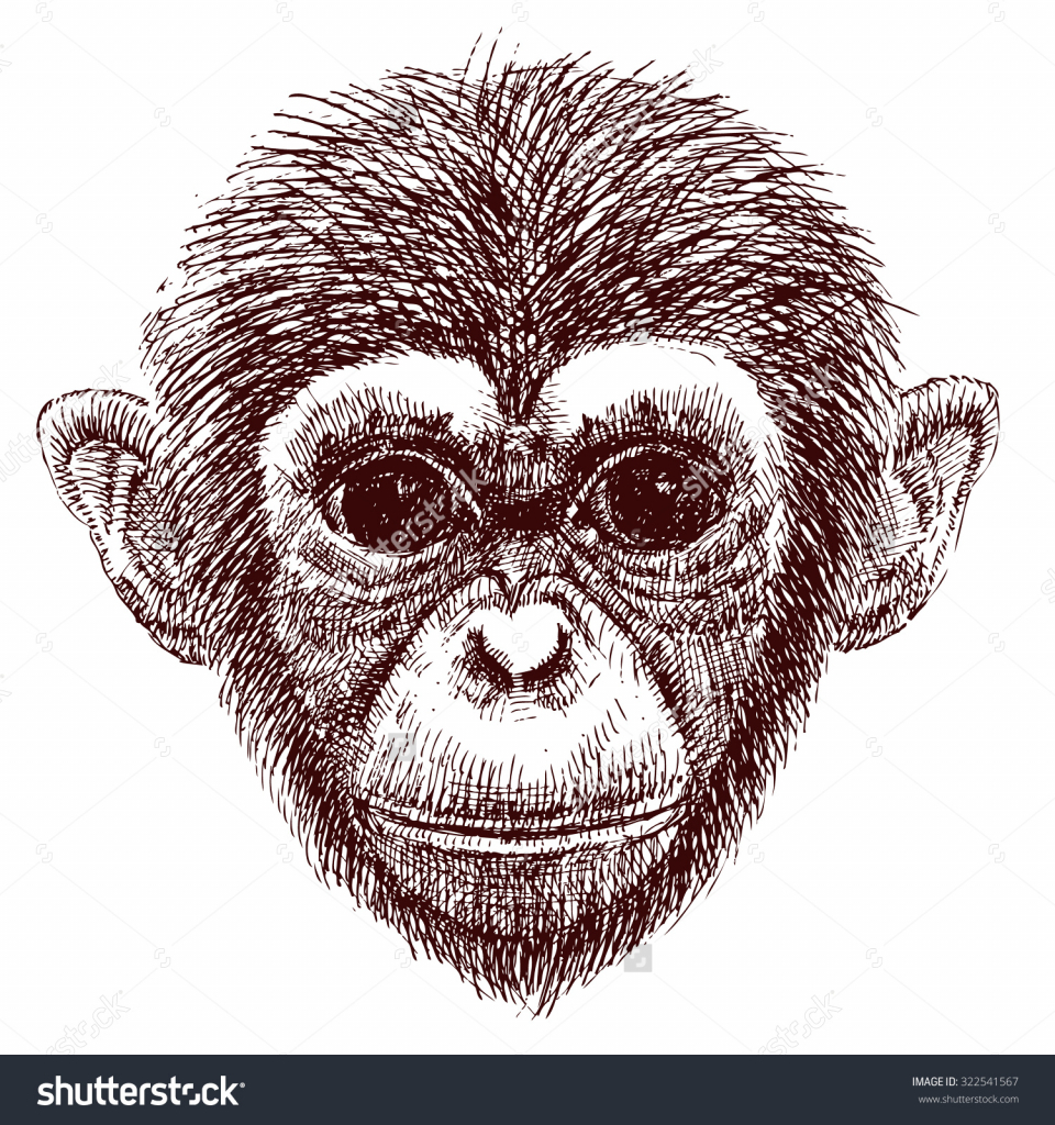 960x1024 Drawing A Monkey Face Hand Drawn Sketch Style Illustration Of - Monkey Face Sketch