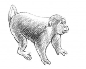 300x241 How To Draw A Monkey - Monkey Sketch