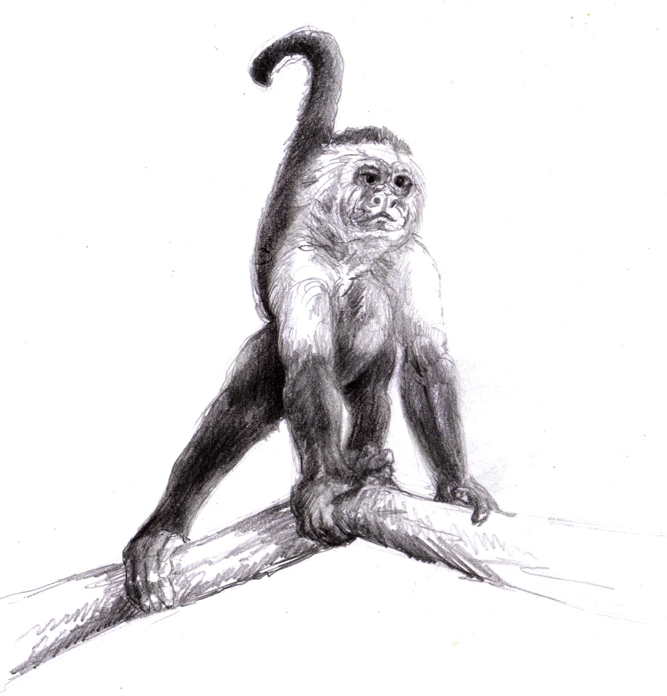 Monkey Sketch at PaintingValley.com | Explore collection of Monkey Sketch