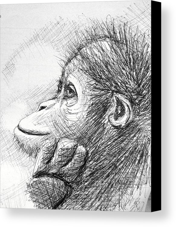 Monkey Sketch At Paintingvalley.com 