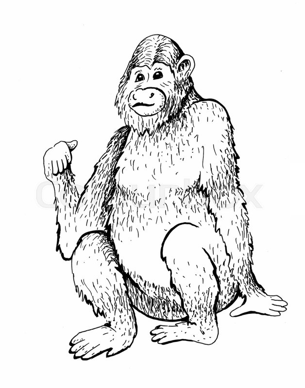 628x800 Monkey. Raster Illustration. Hand Drawn Sketch Of Young Orangutan - Monkey Sketch