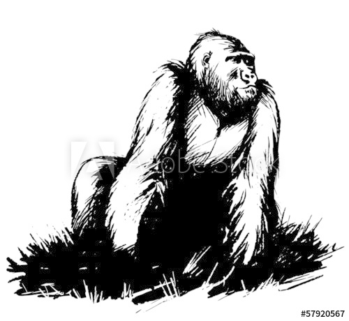 500x460 Monkey Sketch Silhouette - Monkey Sketch