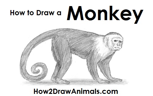 500x315 How To Draw A Monkey - Monkey Sketch Easy