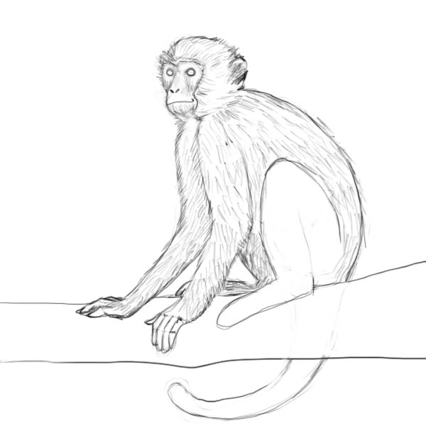 600x600 How To Draw A Monkey - Monkey Sketch Easy
