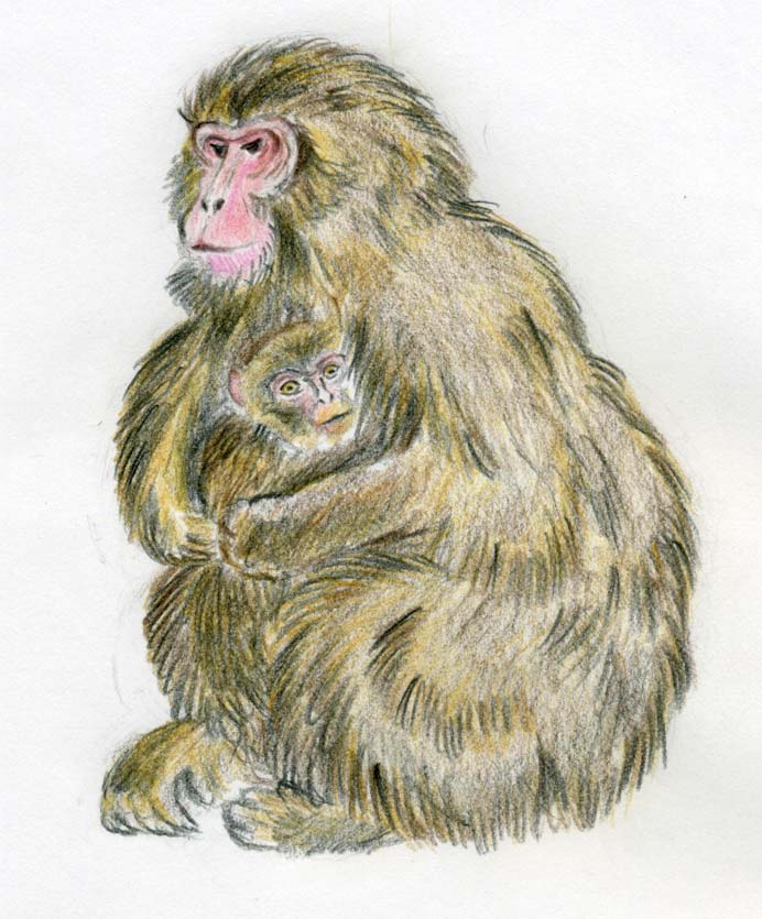 692x835 How To Draw A Monkey - Monkey Sketch Images