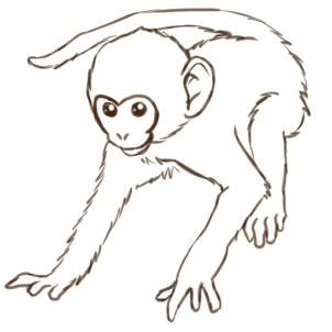 302x302 How To Draw A Monkey ) No Picasso Drawings - Monkey Sketch Images