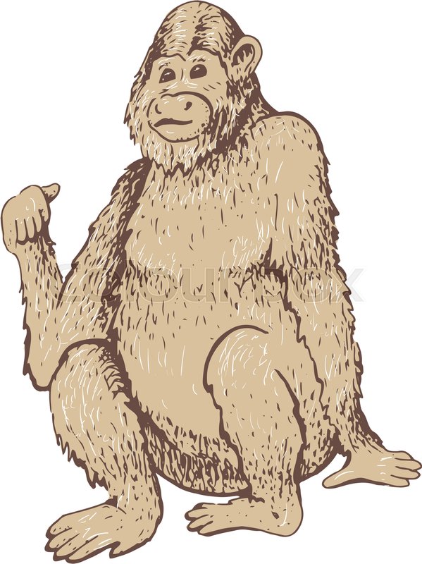 599x800 Monkey. Vector Illustration. Hand Drawn Sketch Of Young Orangutan - Monkey Sketch Images