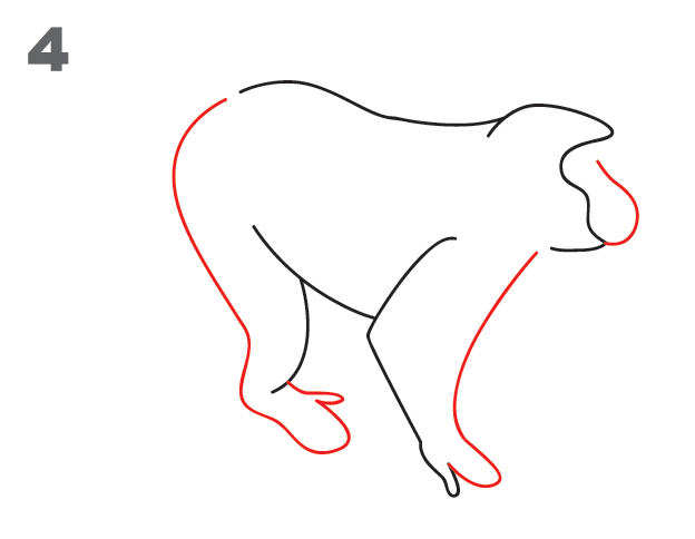 624x484 How To Draw A Monkey - Monkey Sketch Step By Step