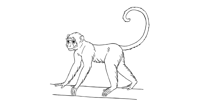 850x441 How To Draw A Monkey Step By Step - Monkey Sketch Step By Step
