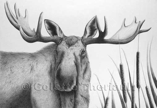 508x350 Drawn Moose Pencil Drawing - Moose Head Sketch