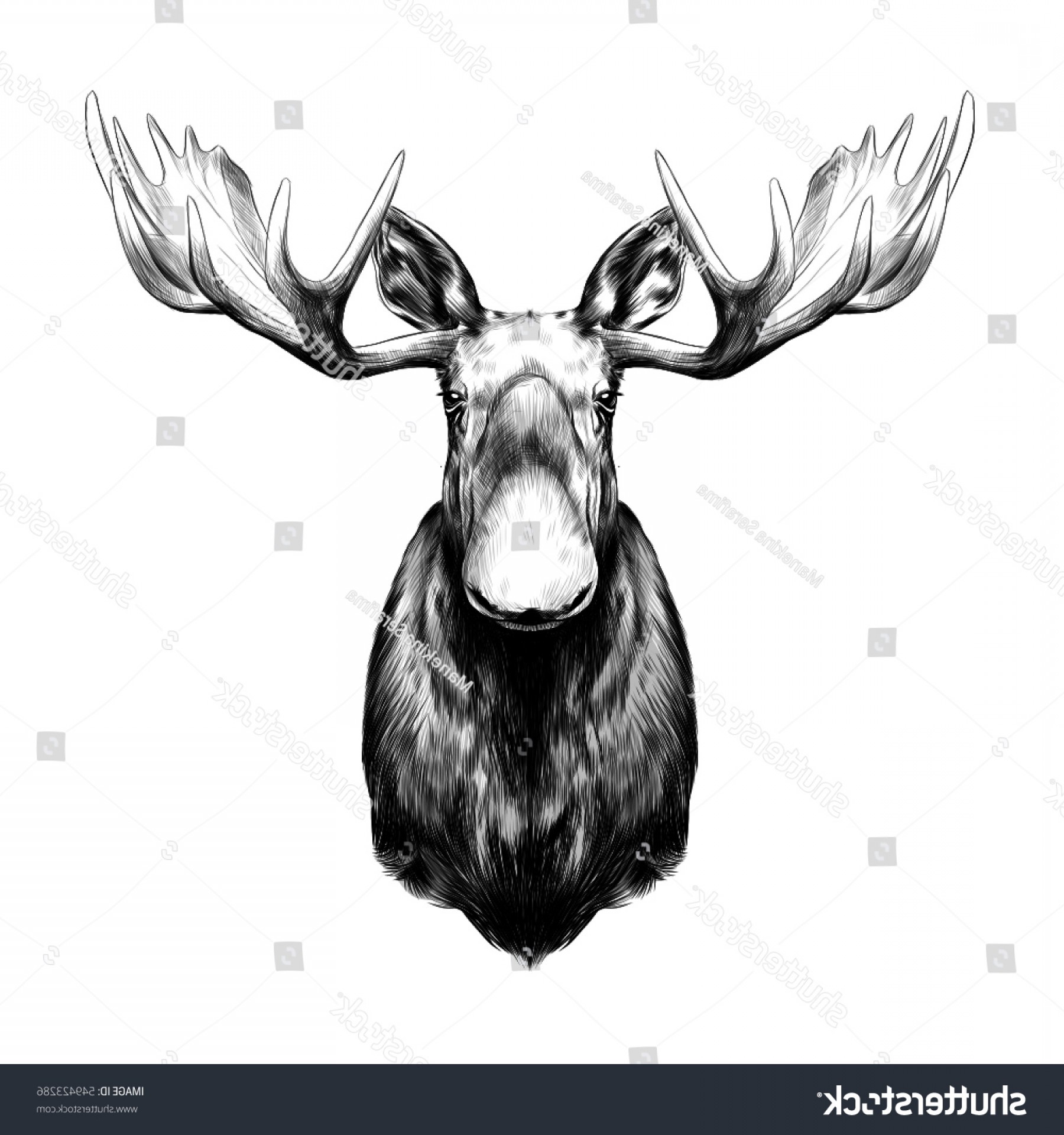 1800x1920 Elk Head Black White Sketch Vector Sohadacouri - Moose Head Sketch