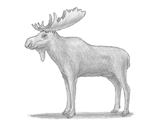550x425 How To Draw A Moose - Moose Head Sketch