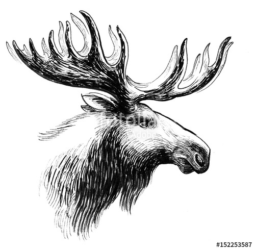 Moose Head Sketch at PaintingValley.com | Explore collection of Moose ...