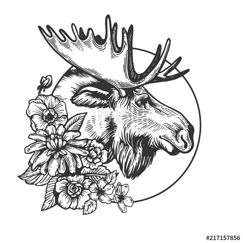 500x500 Moose Head Animal Engraving Vector Stock Image And Royalty Free - Moose Head Sketch