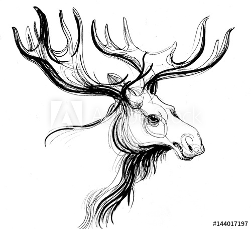 500x456 Moose Head Sketch - Moose Head Sketch