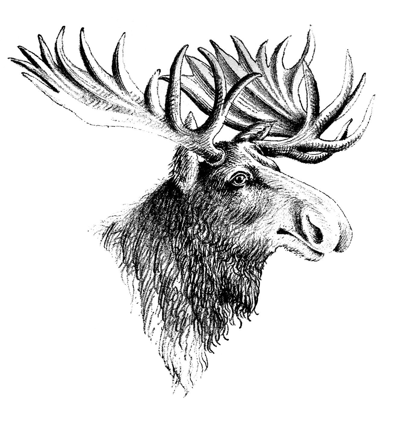 1350x1401 Vintage Clip Art - Moose Head Sketch