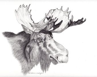 340x270 Drawings Of Moose Majestic Bull Moose Head Drawing, S Howing The - Moose Head Sketch