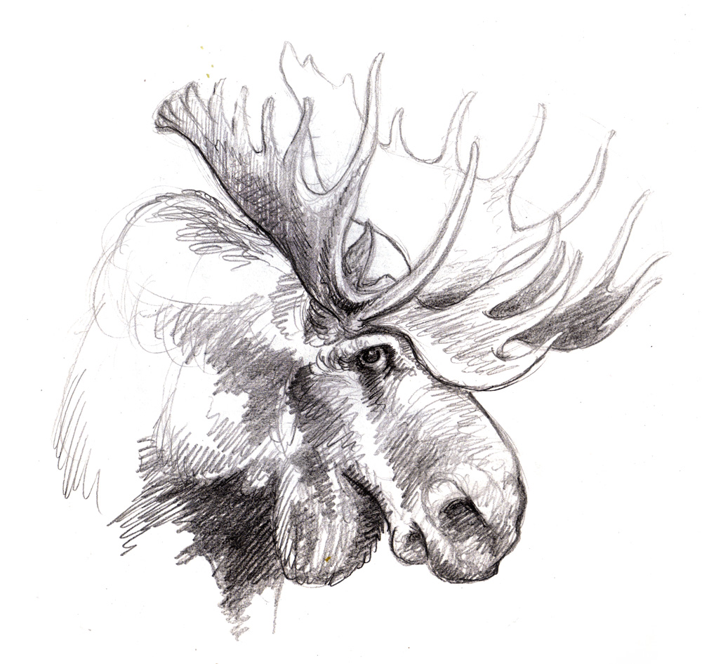 1000x946 Magellin . Blog A Moose - Moose Sketch