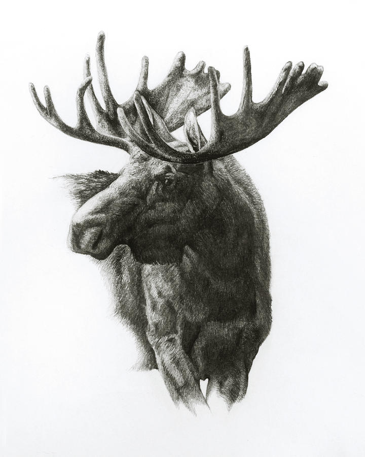 720x900 Moose Drawing By Heather Theurer - Moose Sketch