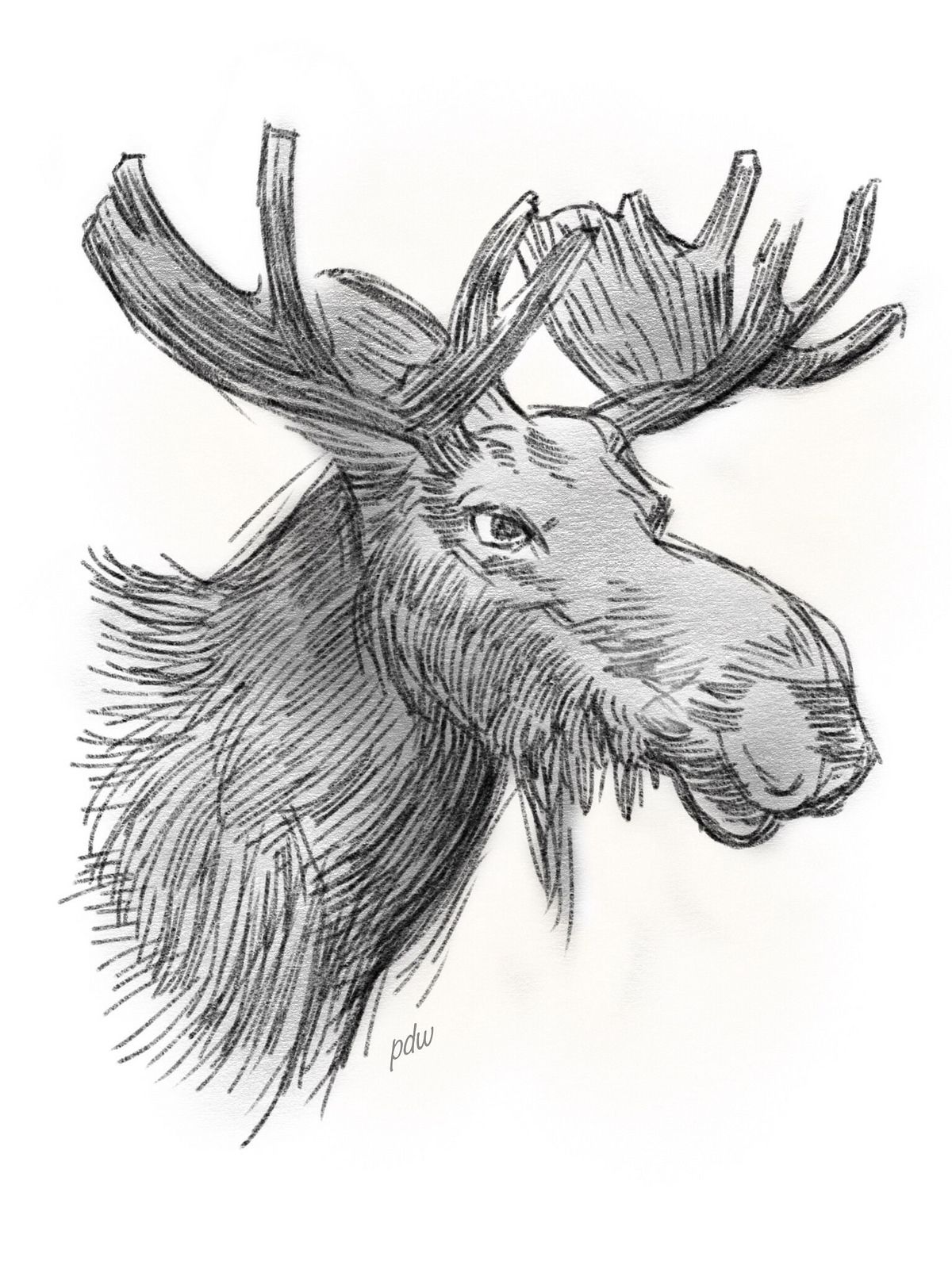 1200x1600 Another Moose Sketch Original Art Moose, Sketches - Moose Sketch