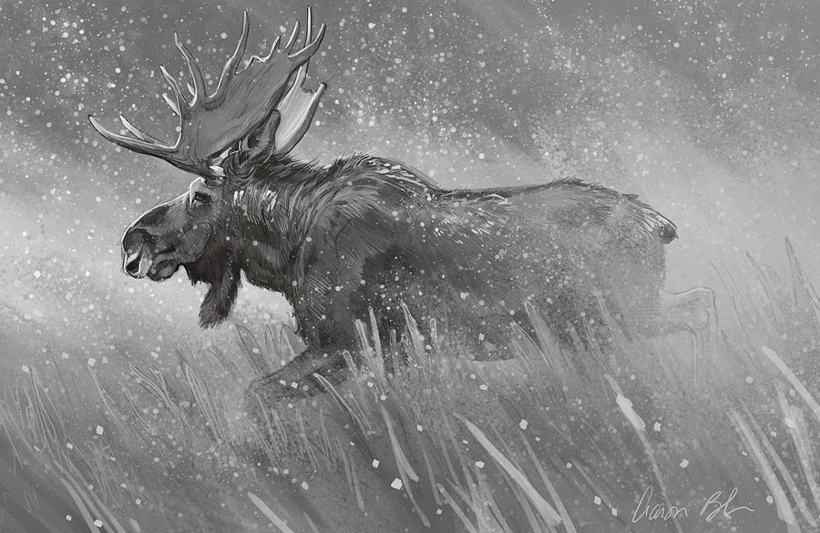 900x585 Moose Sketch Digital Art By Aaron Blaise - Moose Sketch