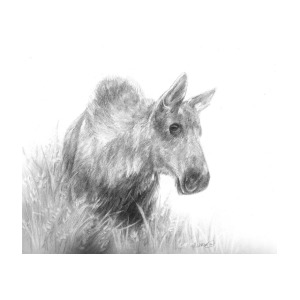 300x300 Moose Sketch Drawing By Meagan Visser - Moose Sketch