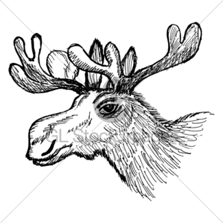 325x325 Moose Sketch Gl Stock Images - Moose Sketch