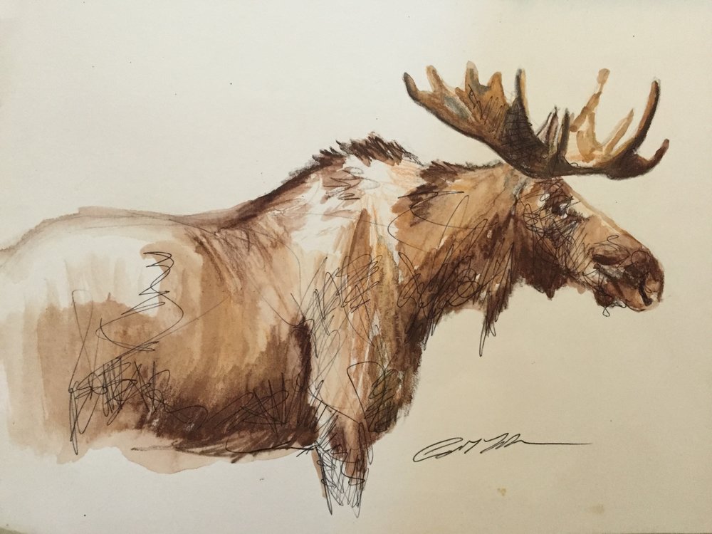 1000x750 Bull Moose Water Color Sketch Carol Lake Studios - Moose Sketch
