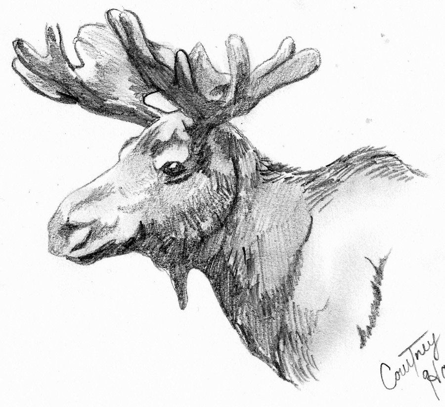 900x823 Moose Drawings - Moose Sketch