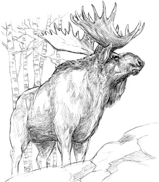 323x370 Moose Sketch Drawing Picture Illustration - Moose Sketch