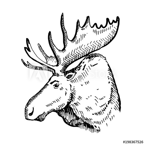 500x500 Hand Drawn Elk Or Moose. Sketch, Vector Illustration. - Moose Sketch