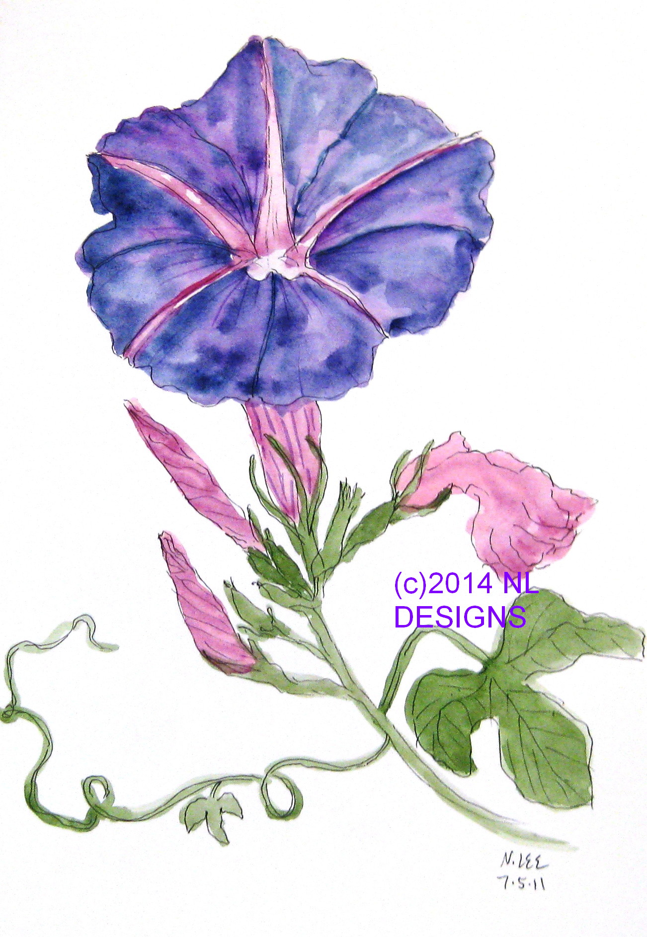 1302x1886 Good Morning Glory Watercolor Nldesignsbythesea - Morning Glory Flower Sketch
