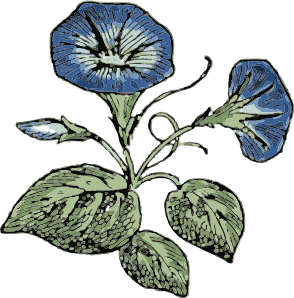 294x298 Morning Glory Clip Art - Morning Glory Flower Sketch