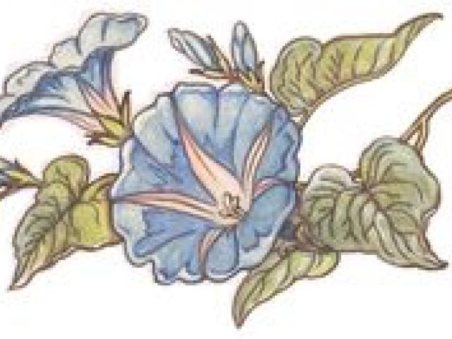 640x480 Morning Glory Clipart Cartoon 8 - Morning Glory Flower Sketch