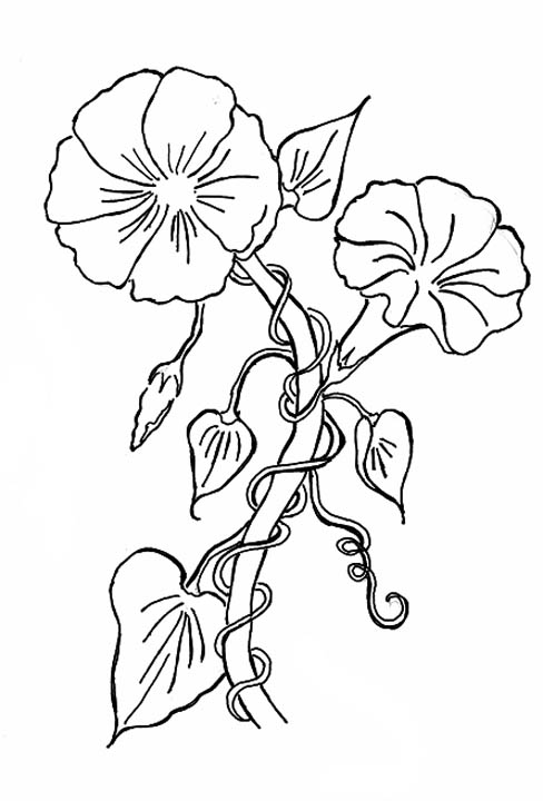 Morning Glory Flower Coloring Page - Morning Glory Flower Sketch. 