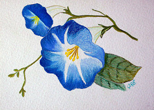 300x215 Morning Glory Flowers Drawings Fine Art America - Morning Glory Flower Sketch