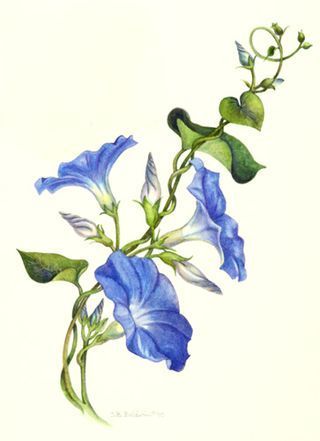 320x441 Morning Glory Vine Tattoo Found On - Morning Glory Flower Sketch