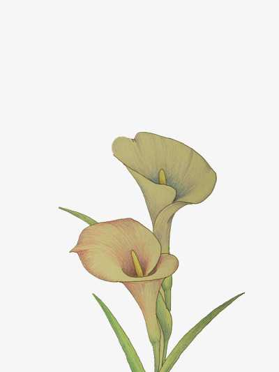 400x533 Sketch Of Flowers, Flowers, Sketch, Morning Glory Png Image And - Morning Glory Flower Sketch