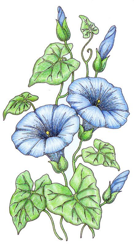 437x800 Morning Glory Coloring Pages Morning Glory Stained Order - Morning Glory Flower Sketch