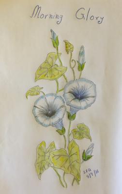 252x400 Carnation In Colour - Morning Glory Flower Sketch