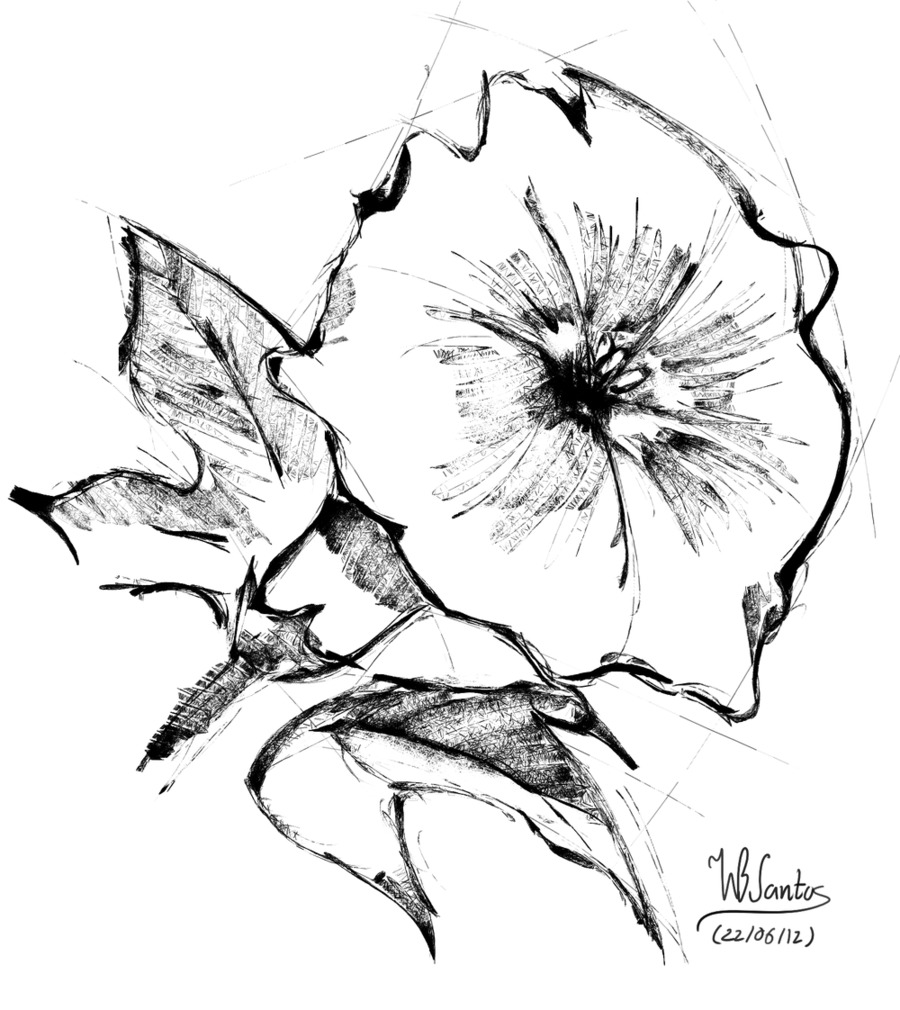 900x1010 Download Drawing Clipart Floral Design Morning Glory Drawing - Morning Glory Flower Sketch