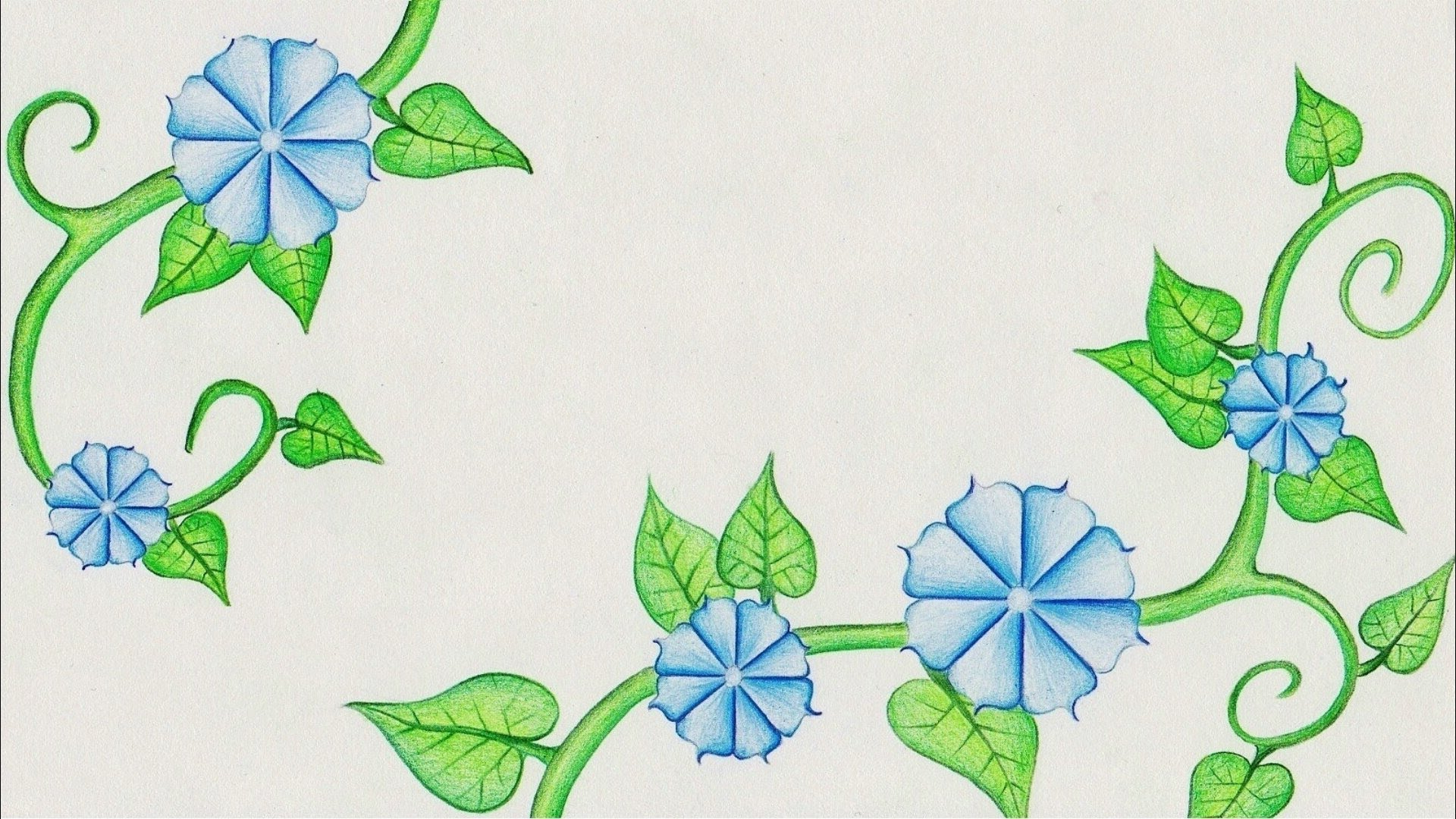 1920x1080 Drawing Of Flowers And Vines Flower Drawing (Morning Glory) Time - Morning Glory Flower Sketch