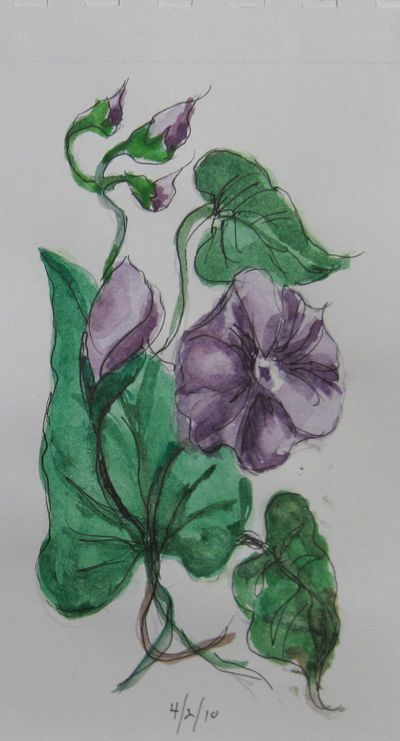 400x741 Flower Sketch In Color Clear Mountain Designs - Morning Glory Flower Sketch